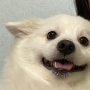 소울독(SOULDOG) 이미지