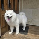 사랑할~개 이미지