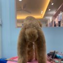 댕그레 이미지