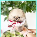 함안축협동물병원 | 함안강아지무료분양 슈나우저