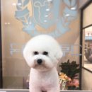 그루밍공화국 이미지