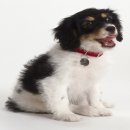 25시 동물병원 이미지