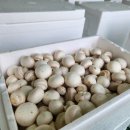 참조은유통 | 천안 아산 탕정 버섯 농장직영 납품 유통 조은석성