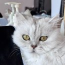 행복한 냥이네 | 가슴으로 낳아 지갑으로 기르다 궁디팡팡 대전