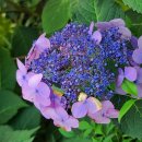 배롱나무집 이미지