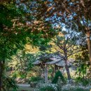 핑크애견 이미지