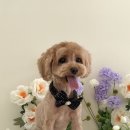 그루밍:담 이미지