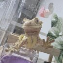 밥그릇 | [파츄일기]크레 집사 감동! 슈푸테러 방지하는 꾸밀렙 도마뱀 밥그릇 사용 후기