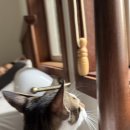 소길노고록 이미지