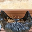 빗질해줄개 | 【윤승원 수필 후기】 할아버지 ‘솔잎’ 글에 대한 손자의 카톡 답장