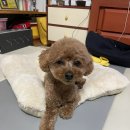 스타일좋개 이미지