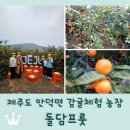안덕농장 | 제주도 서쪽 안덕면 감귤체험 <돌담프룻> 택배 주문후기도~