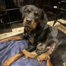 가족이랑개 이미지