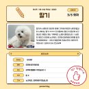 퍼시독 | 미사애견유치원 퍼시독 서포터즈 후기