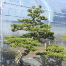 소나무 PC 이미지