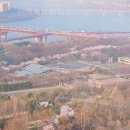 국제꽃식물원 | 숲 벚꽃 이번 주말 절정, 4월 4일, 5일 놓치면 끝, 주차·동선 총정리 - 2026년 서울숲 봄나들이 꽃구경