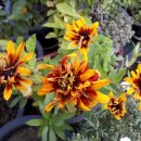 루드베키아 이미지