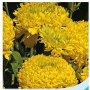 메리골드 이미지