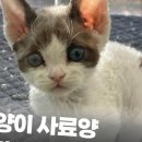 펫웨이브 동물의료센터 이미지