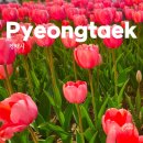 오성초등학교 | 경기도 꽃축제 평택 농업생태원 튤립축제, 미리 가본 평택 농업생태원 튤립 개화 상황