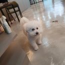 펫파민트 이미지