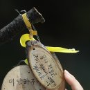 리본나무