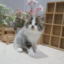 라온캣 잠실고양이분양 이미지