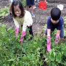 미원초등학교금관분교장 이미지