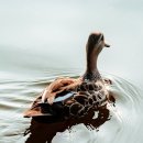 행운오리 이미지