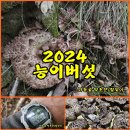 (능이버섯) 2024년 능이버섯 산행 이미지