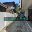 가산산림 | 옆집 지붕까지 넘어간 빌라 화단 대형 나무 벌목 현장