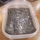 마이마이당구장 | 오늘 일기_동태탕 먹고 당구 한게임