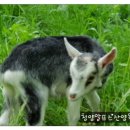 청양알프스산양목장 이미지