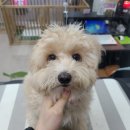 러블리 멍멍이 이미지