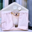 리치펫하우스 | 강아지 하우스 여러 채 사줘도 안 들어가는 이유 3가지