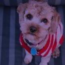 즐거운 강아지 이미지