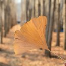 아화1리 | 경주 도리마을,겨울에도 가볼만한 은행나무숲