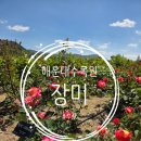 놀이원 | [부산] 피크닉 명소, <해운대수목원> 산책, 장미 개화상황(주차) 2026.05.04