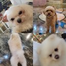 헤이독 | 대전 애견카페 실내 데이트 추천 헤이독 대전점 후기