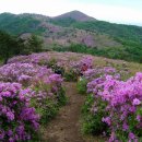 5월 4일 토요무박 - 100대 명산 제암산+일림산+사자산 철쭉 산행 안내 - 신청하기 이미지