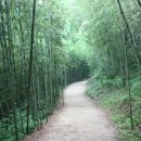 대숲죽녹원민박 이미지