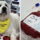 한국동물혈액은행 동물병원 이미지