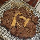 이춘봉인생치킨 (울산달동점) | #21 만족의 역치, 울산