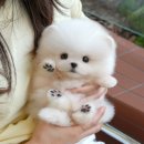 반듯한 멍이 이미지