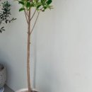 사파동103 이미지