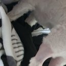 24시배곧스마트동물의료센터 이미지