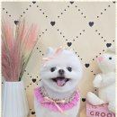 메리몰펫샵 | 문현동애견미용 부산 메리몰펫샵, 반려견의 천국을 만나다