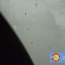 덴트스마트