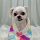 러블리 댕댕 이미지