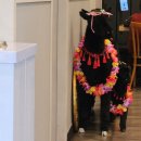 인삼로 | 증평 현지인 맛집 향촌흑염소 내돈내산 후기